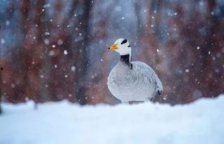 池生动物,生态平衡的守护者